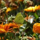 Ringelblume bekommte Besuch