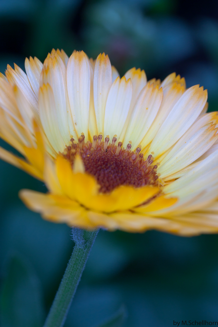 Ringelblume, Calendula