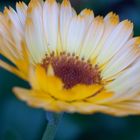 Ringelblume, Calendula