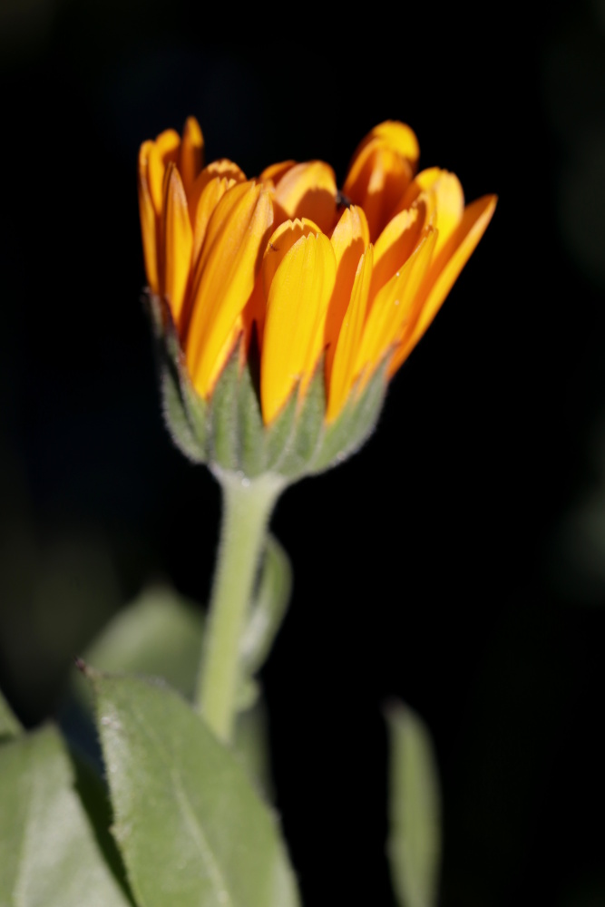 Ringelblume (Calendula)