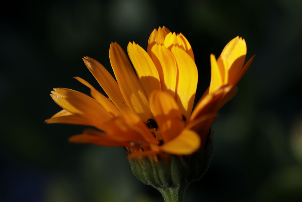 Ringelblume (Calendula)