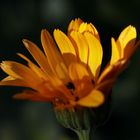 Ringelblume (Calendula)