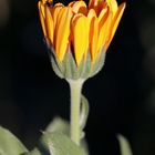 Ringelblume (Calendula)