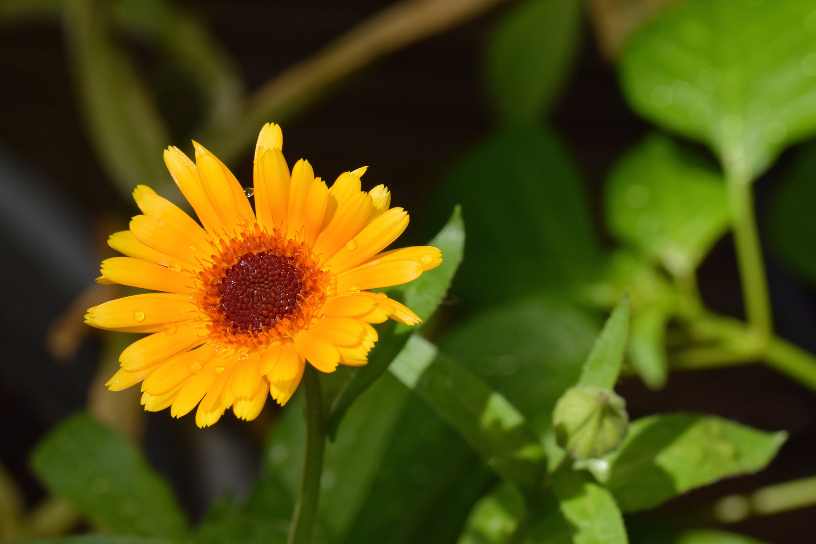 Ringelblume (Calendula)