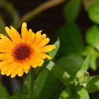 Ringelblume (Calendula)