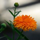 Ringelblume-Calendula