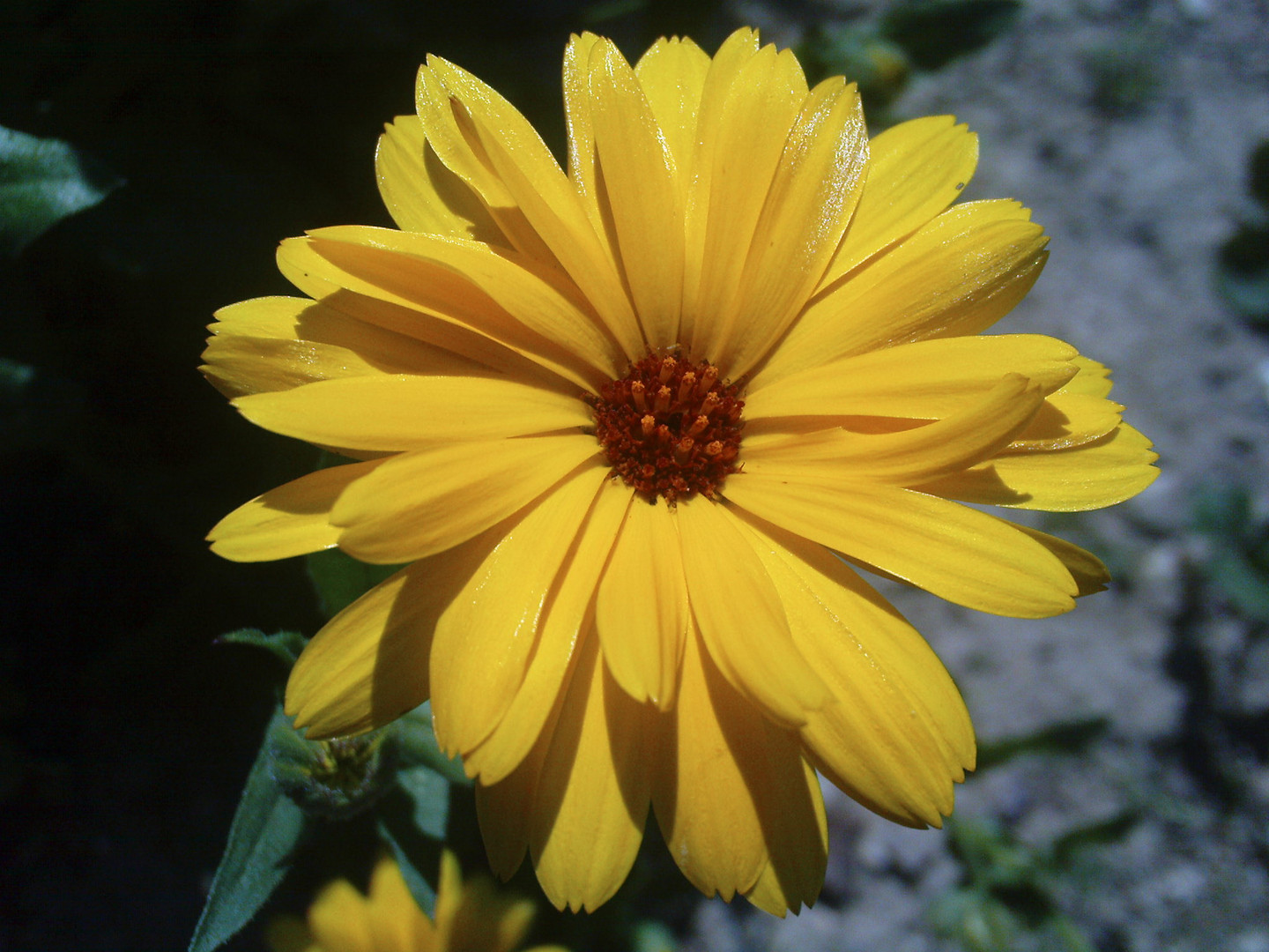 Ringelblume "Calendula"