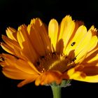 Ringelblume (Calendula)