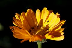 Ringelblume (Calendula)