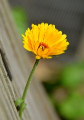 Ringelblume (Calendula)