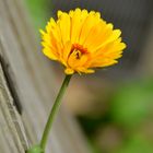 Ringelblume (Calendula)