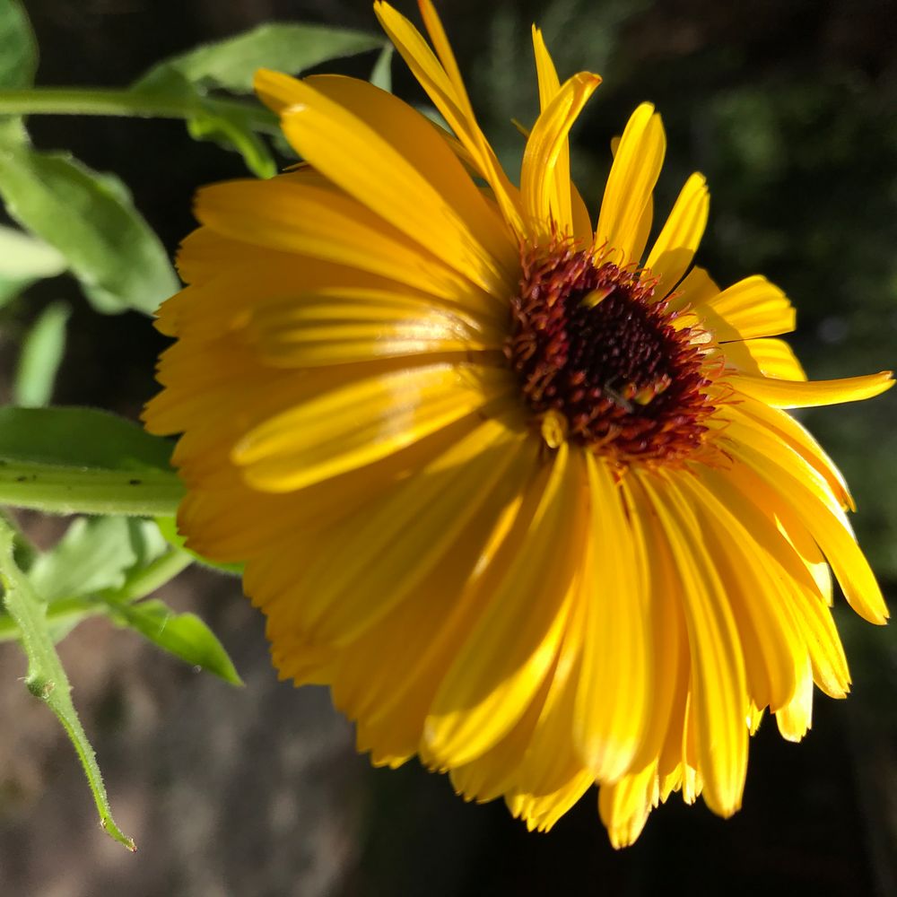 Ringelblume (Calendula officiale)