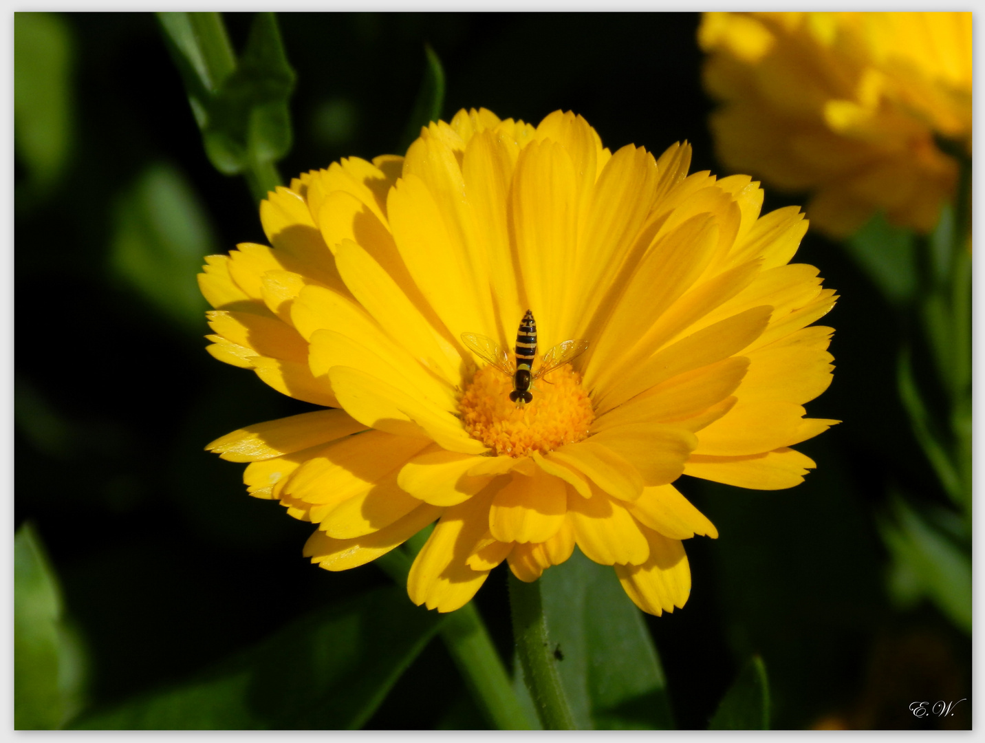 Ringelblume - Calendula officinalis