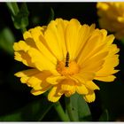 Ringelblume - Calendula officinalis