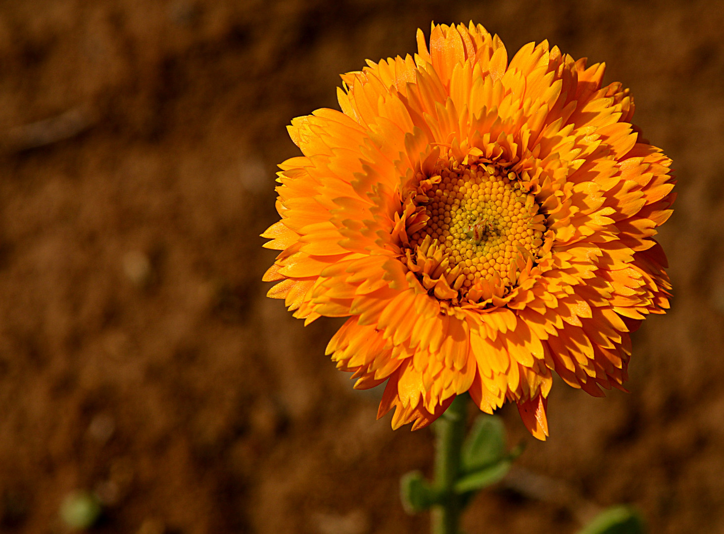 Ringelblume - Calendula officinalis