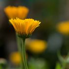 Ringelblume (Calendula officinalis)