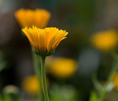 Ringelblume (Calendula officinalis)