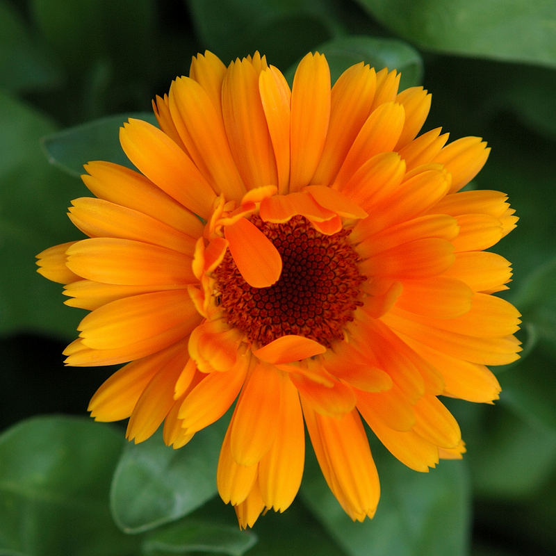 Ringelblume (Calendula officinalis)