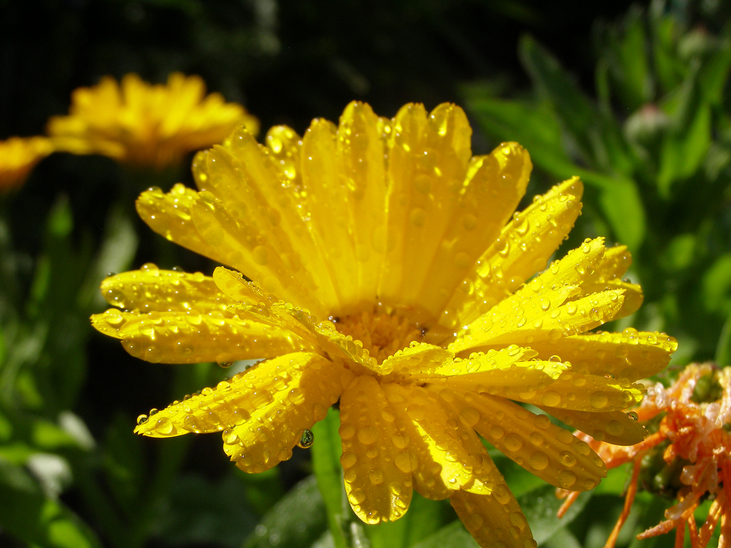 Ringelblume (Calendula officinalis)