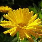 Ringelblume (Calendula officinalis)