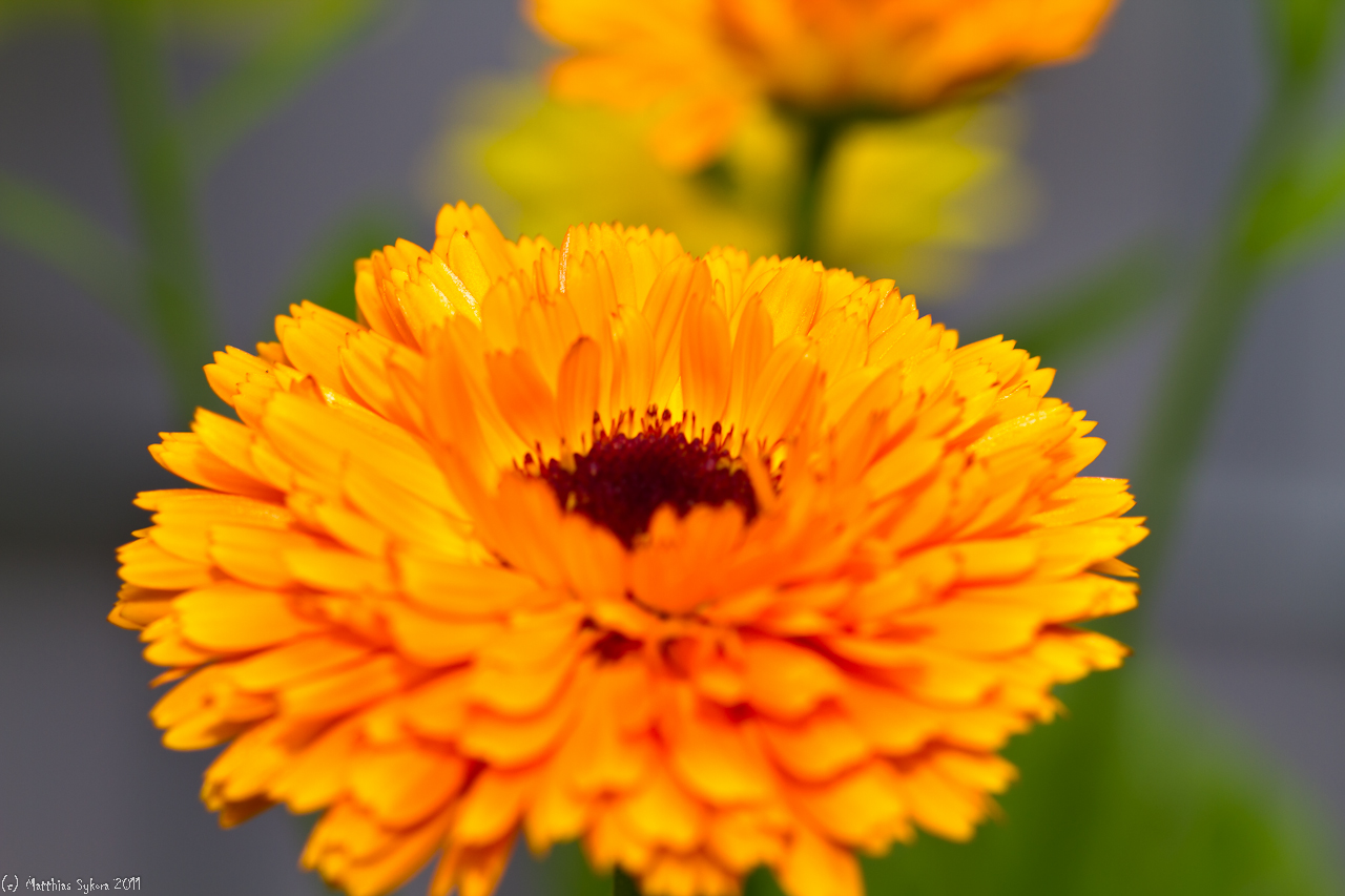 Ringelblume (Calendula officinalis)