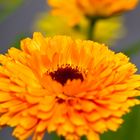 Ringelblume (Calendula officinalis)