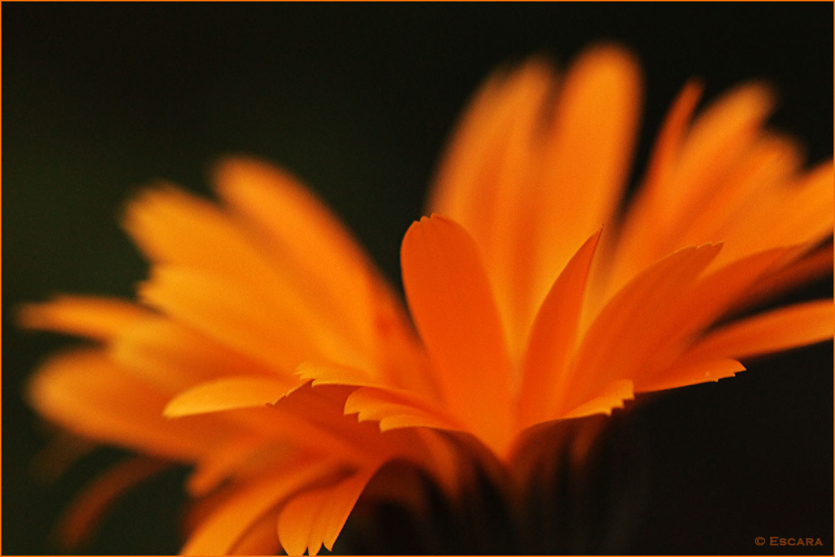 Ringelblume (Calendula officinalis)