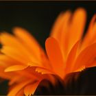 Ringelblume (Calendula officinalis)