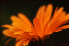 Ringelblume (Calendula officinalis)