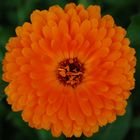 Ringelblume Calendula officinalis