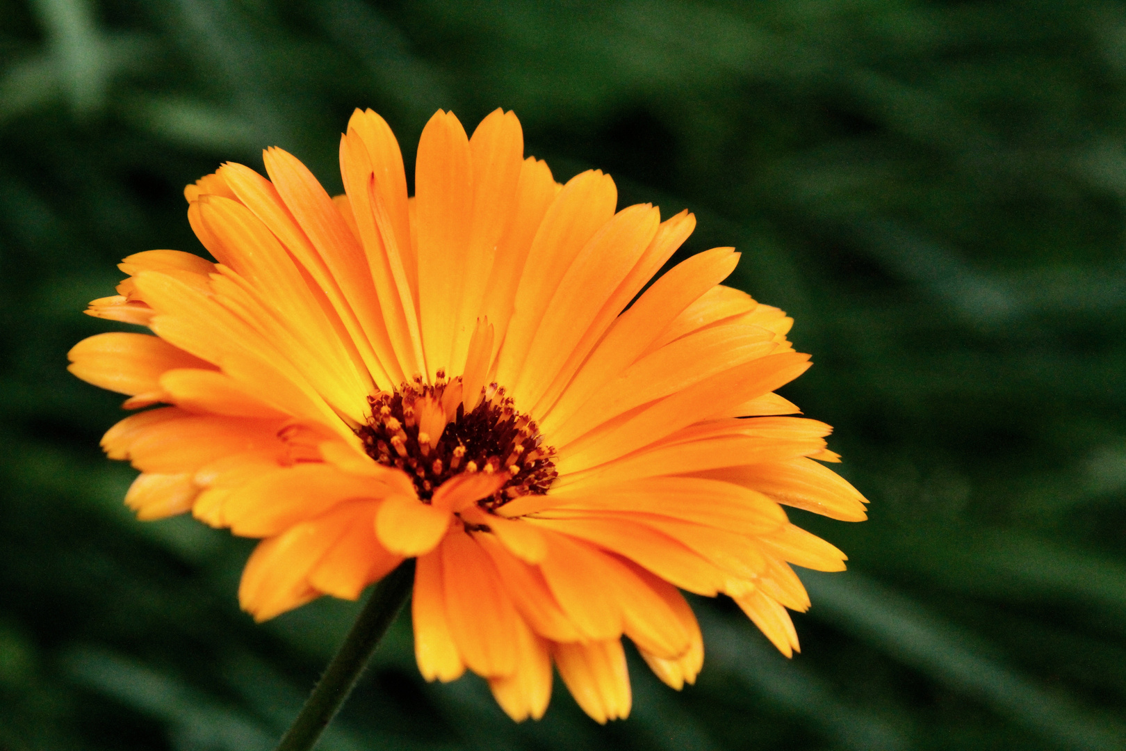 Ringelblume (Calendula officinalis) Foto & Bild korbblütler