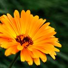 Ringelblume (Calendula officinalis) 