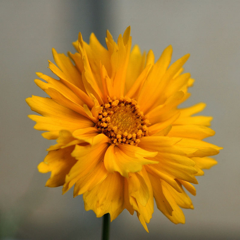 Ringelblume (Calendula officinalis)