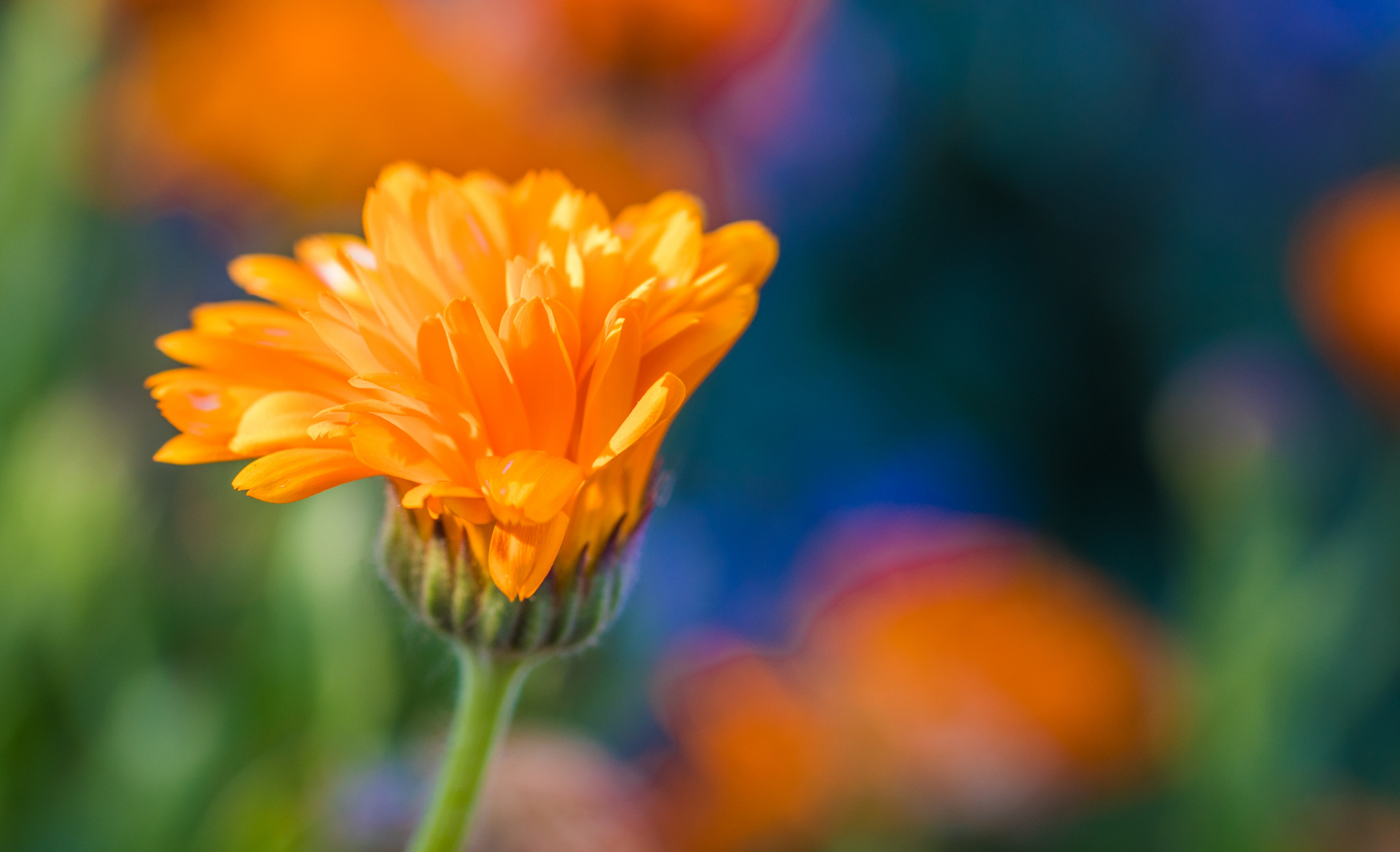 Ringelblume (Calendula officinalis)