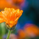 Ringelblume (Calendula officinalis)