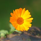 Ringelblume Calendulae