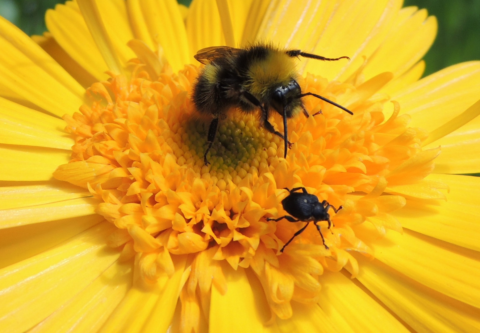 Ringelblume I mit Besuch