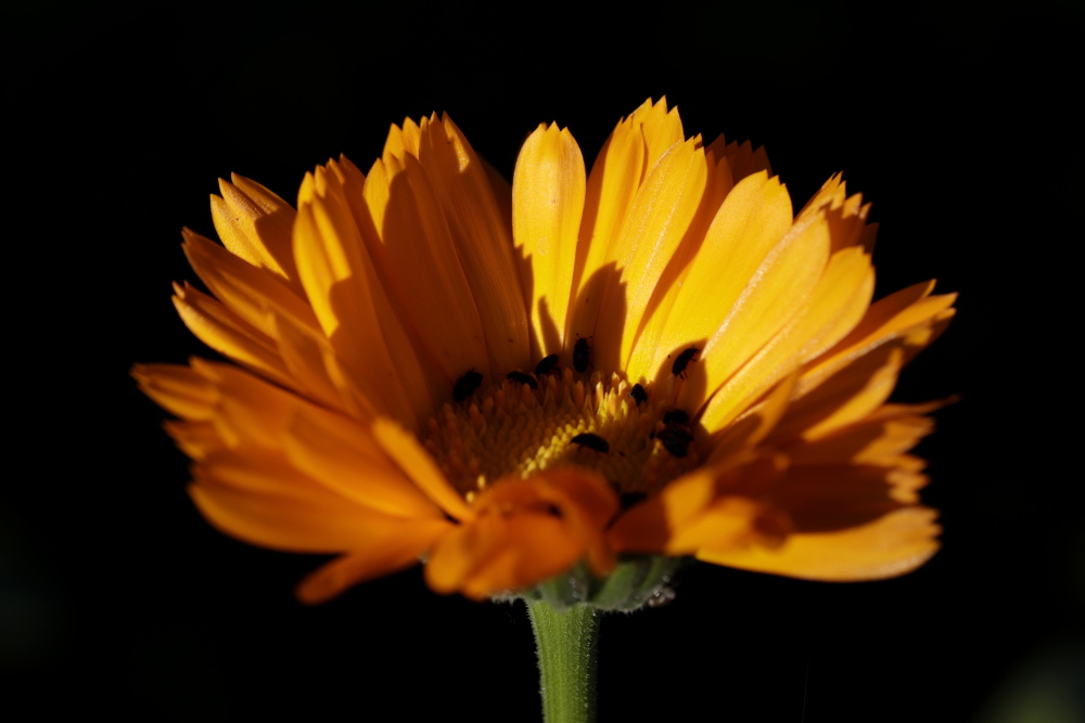 Ringelblume im Abendlicht