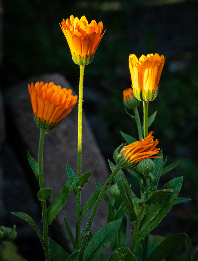 Ringelblume im Burghof Krefeld -Linn