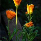 Ringelblume im Burghof Krefeld -Linn