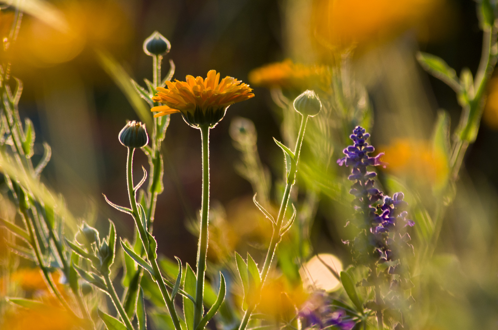 Ringelblume im Foerster Garten