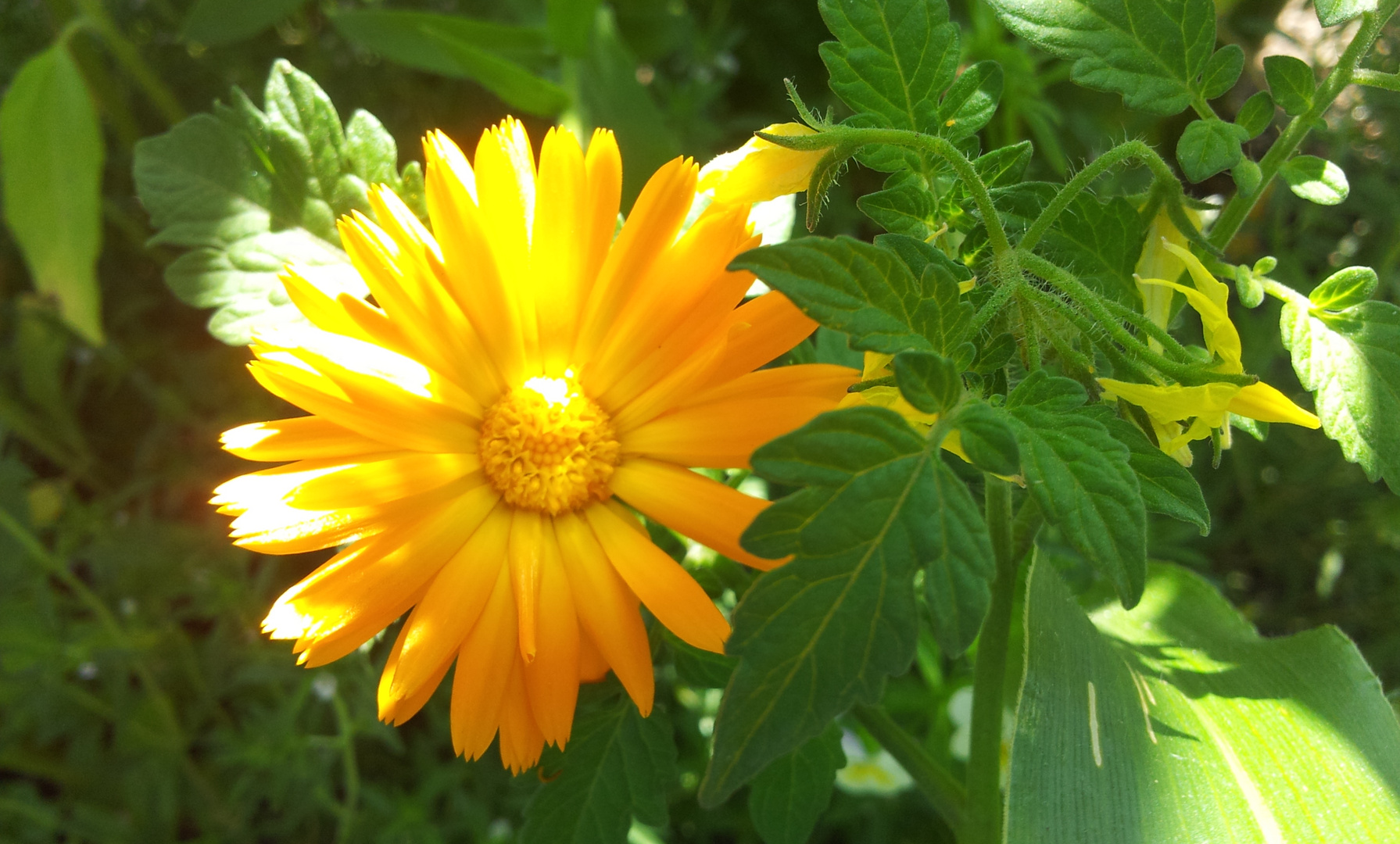 Ringelblume im Garten