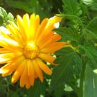 Ringelblume im Garten