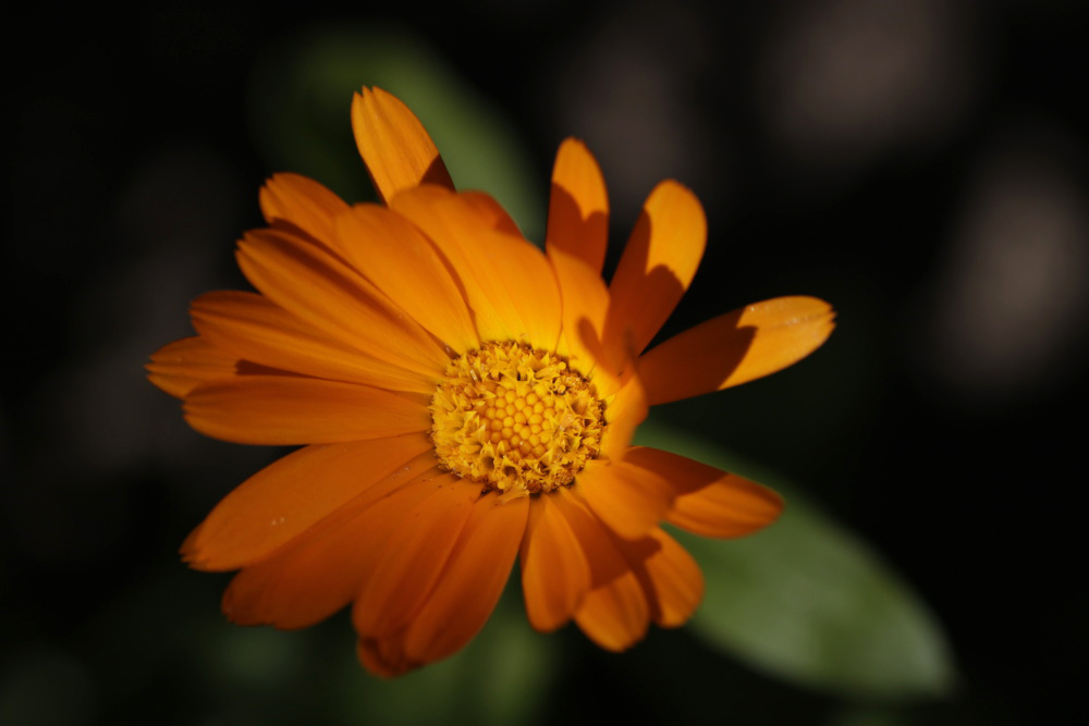 Ringelblume im Herbst