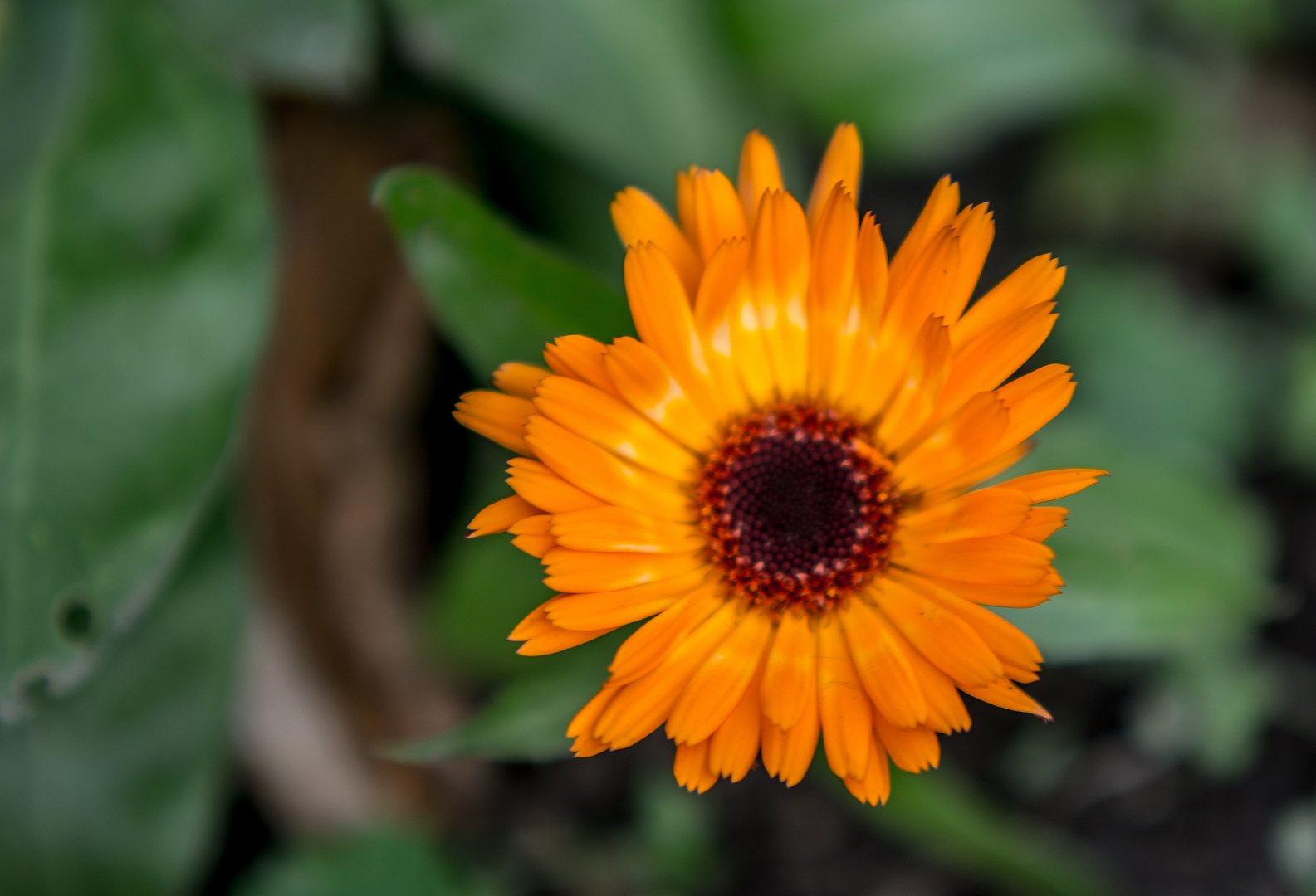 Ringelblume im Januar