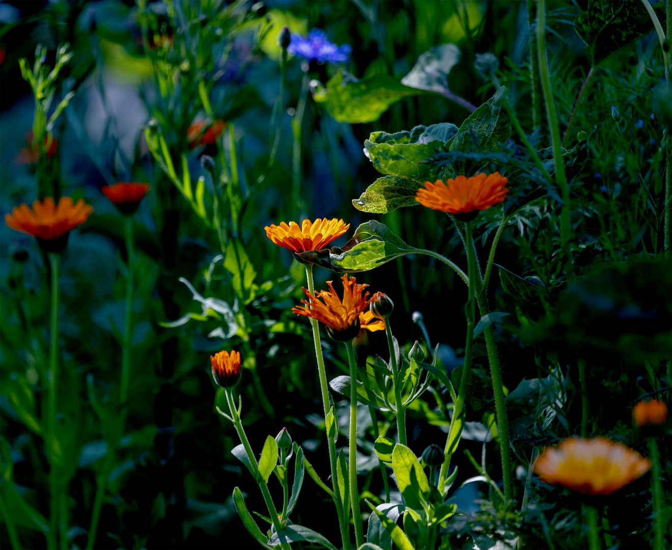 Ringelblume im Morgenlicht