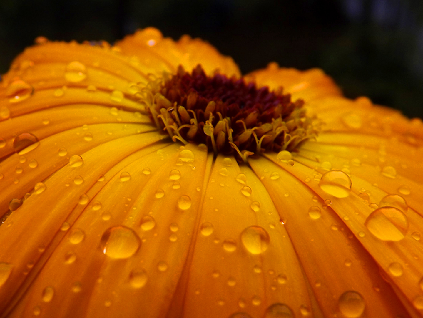 Ringelblume im Regen