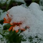 Ringelblume im Schnee