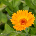 Ringelblume IMG_1724