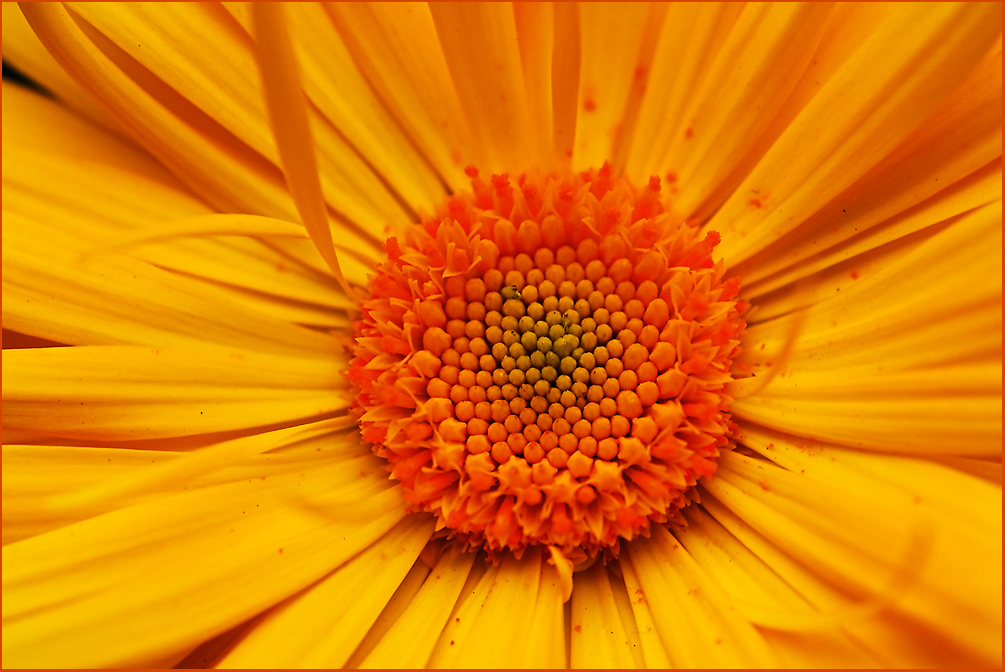 Ringelblume - Letzte Zeichen des sichtbaren Lebens auf unserem Balkon 2